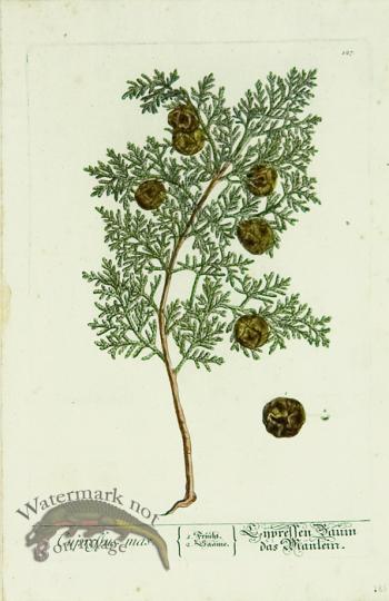 Blackwell German 245